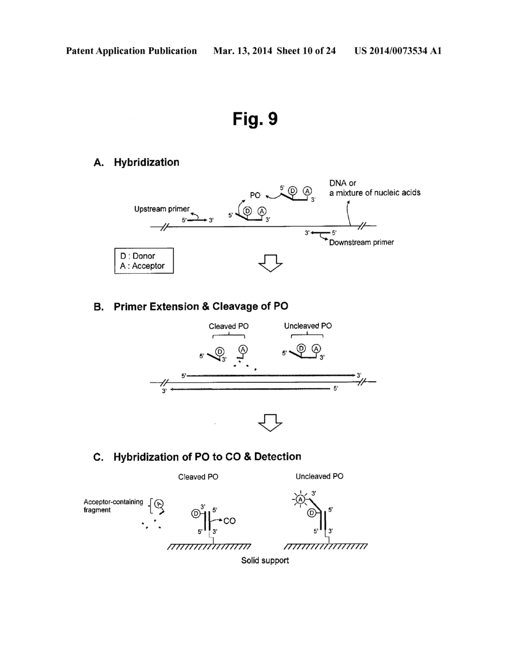 DETECTION OF TARGET NUCLEIC ACID SEQUENCES BY PO CLEAVAGE AND     HYBRIDIZATION - diagram, schematic, and image 11