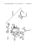 Subtilase Vairants diagram and image