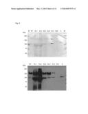 COLLAGEN HYDROXYLASES diagram and image