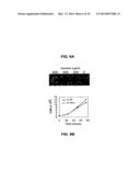 Compositions for the treatment of cancer, and methods for testing and     using the same diagram and image