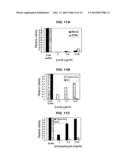 Compositions for the treatment of cancer, and methods for testing and     using the same diagram and image