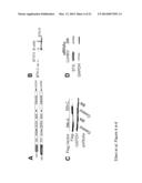 BRUTON S TYROSINE KINASE AS ANTI-CANCER DRUG TARGET diagram and image