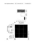 BRUTON S TYROSINE KINASE AS ANTI-CANCER DRUG TARGET diagram and image