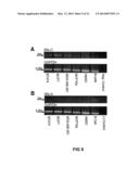 BRUTON S TYROSINE KINASE AS ANTI-CANCER DRUG TARGET diagram and image