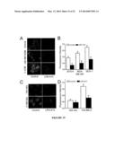 BRUTON S TYROSINE KINASE AS ANTI-CANCER DRUG TARGET diagram and image