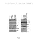 BRUTON S TYROSINE KINASE AS ANTI-CANCER DRUG TARGET diagram and image