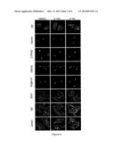 INHIBITORS OF THE SHIGA TOXINS TRAFFICKING THROUGH THE RETROGRADE PATHWAY diagram and image