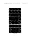 INHIBITORS OF THE SHIGA TOXINS TRAFFICKING THROUGH THE RETROGRADE PATHWAY diagram and image