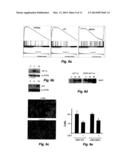 Treatment of Solid Tumours diagram and image