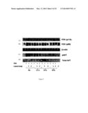 LUPEOL ANTI-TUMOR AGENT AND USES THEREOF diagram and image