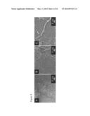 BIOCOMPATIBLE COMPOSITIONS AND METHODS OF MANUFACTURE diagram and image