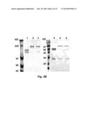 TARGETED INTERFERONS DEMONSTRATE POTENT APOPTOTIC AND ANTI-TUMOR     ACTIVITIES diagram and image