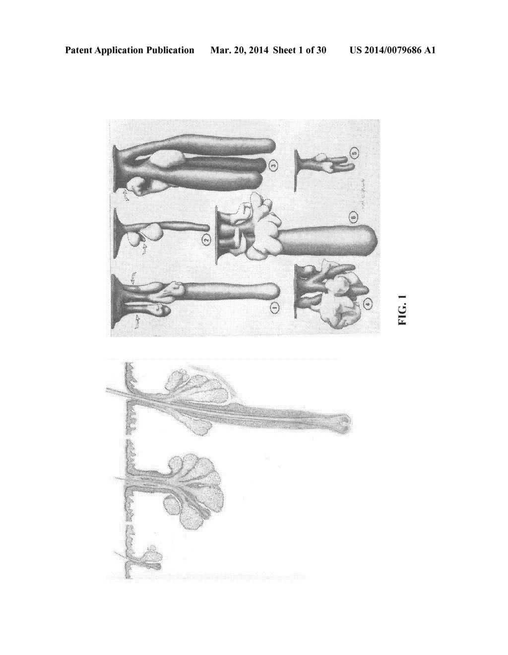 Methods For Treating Baldness And Promoting Hair Growth - diagram, schematic, and image 02