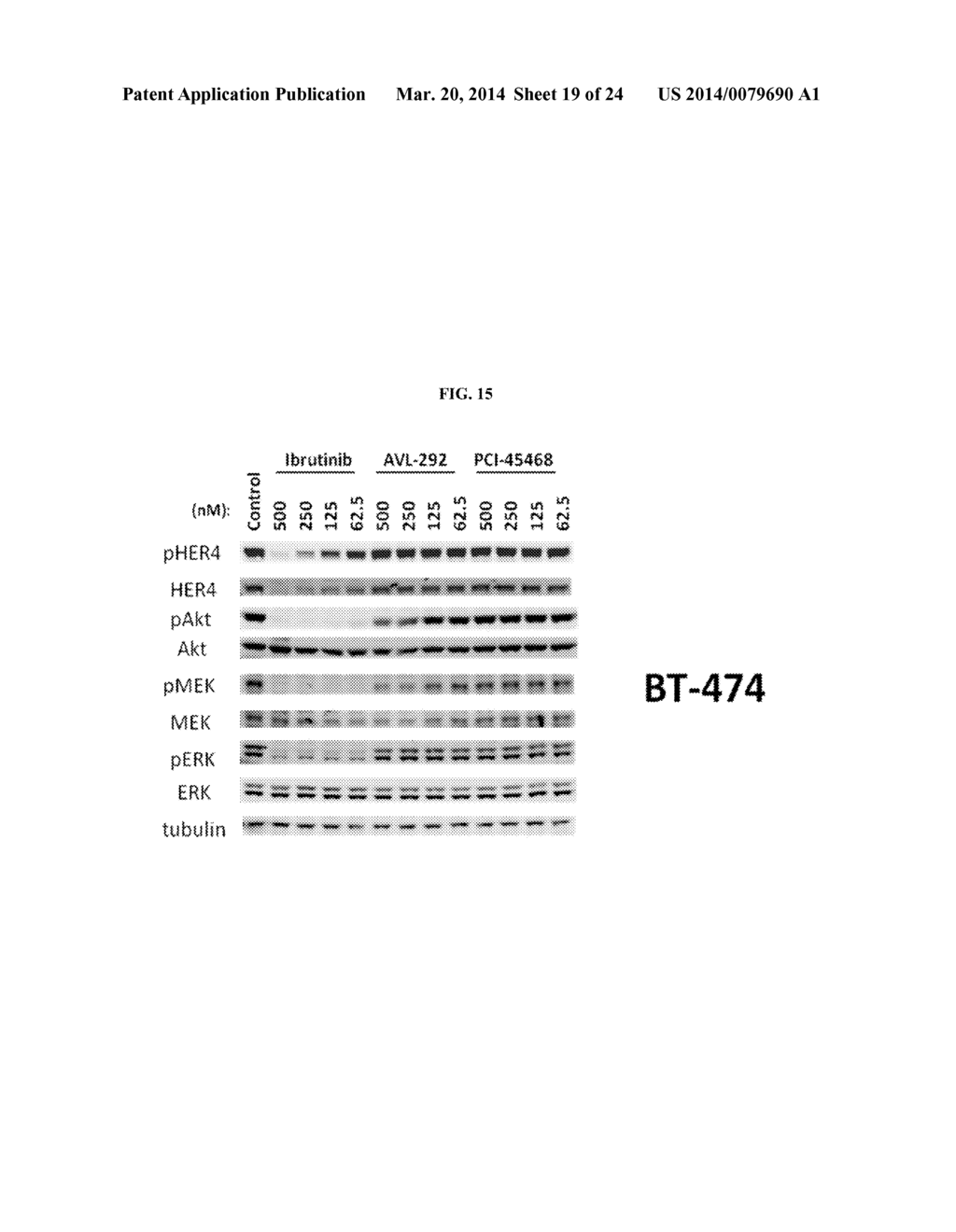 INHIBITORS OF BRUTON'S TYROSINE KINASE FOR THE TREATMENT OF SOLID TUMORS - diagram, schematic, and image 20