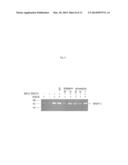 ANTI-CD147 ANTIBODIES, METHODS AND USES diagram and image