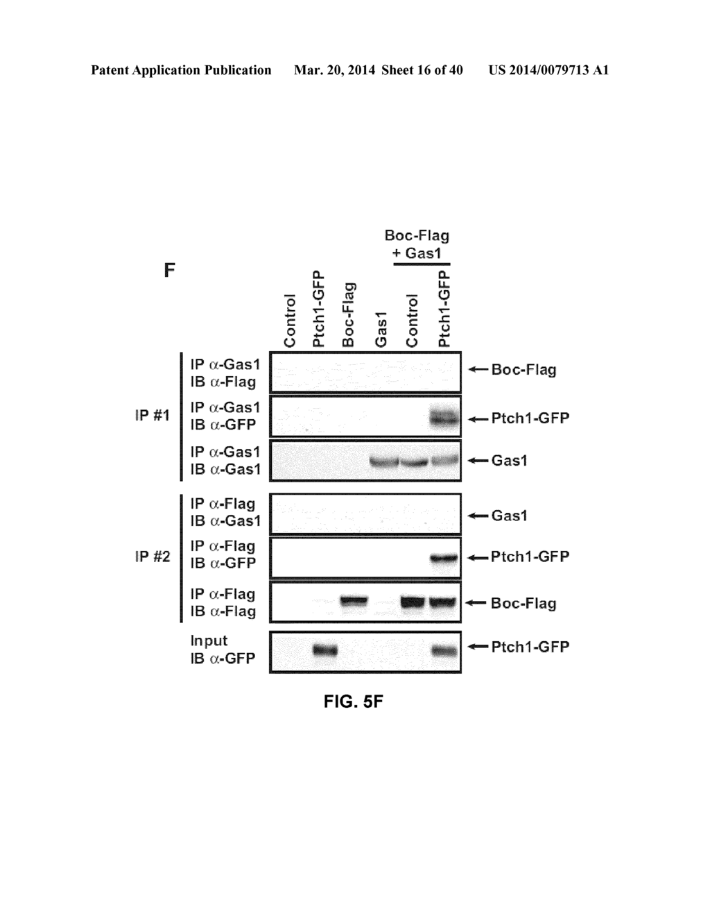 MODULATION OF THE SONIC HEDGEHOG PATHWAY AND USES THEREOF - diagram, schematic, and image 17