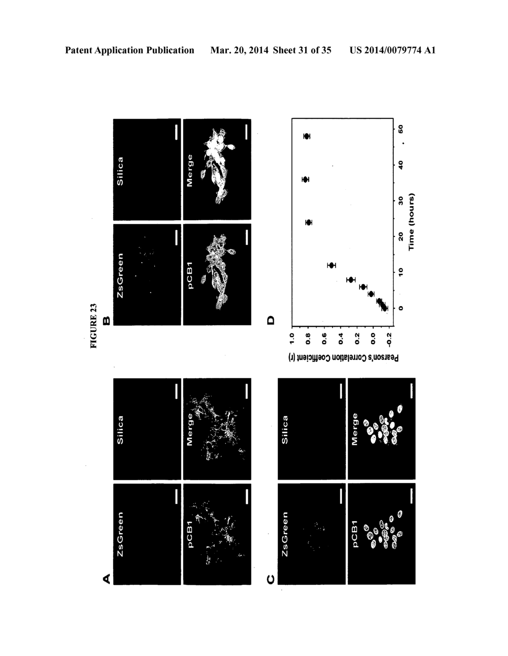 POROUS NANOPARTICLE-SUPPORTED LIPID BILAYERS (PROTOCELLS) FOR TARGETED     DELIVERY AND METHODS OF USING SAME - diagram, schematic, and image 32