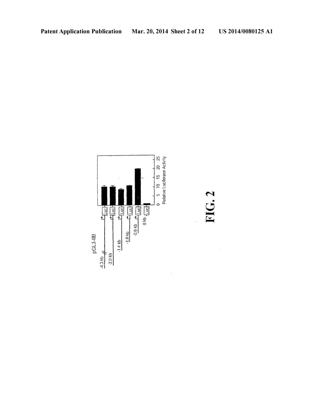 Polymorphisms in the FCGR2B Promoter and Uses Thereof - diagram, schematic, and image 03