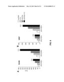 Polymorphisms in the FCGR2B Promoter and Uses Thereof diagram and image