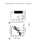 Polymorphisms in the FCGR2B Promoter and Uses Thereof diagram and image