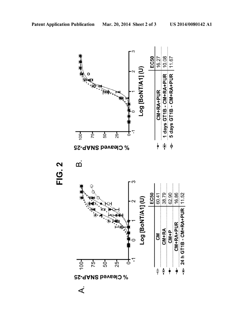 Compositions and Methods of Using Differentiated Cells Sensitized to     Botulinum Neurotoxin - diagram, schematic, and image 03