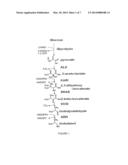 YEAST MICROORGANISMS WITH REDUCED 2,3-BUTANEDIOL ACCUMULATION FOR IMPROVED     PRODUCTION OF FUELS, CHEMICALS, AND AMINO ACIDS diagram and image