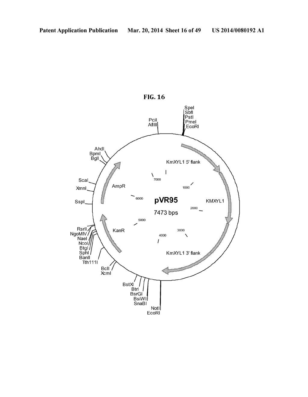 Genetically Modified Yeast Species, and Fermentation Processes Using     Genetically Modified Yeast - diagram, schematic, and image 17