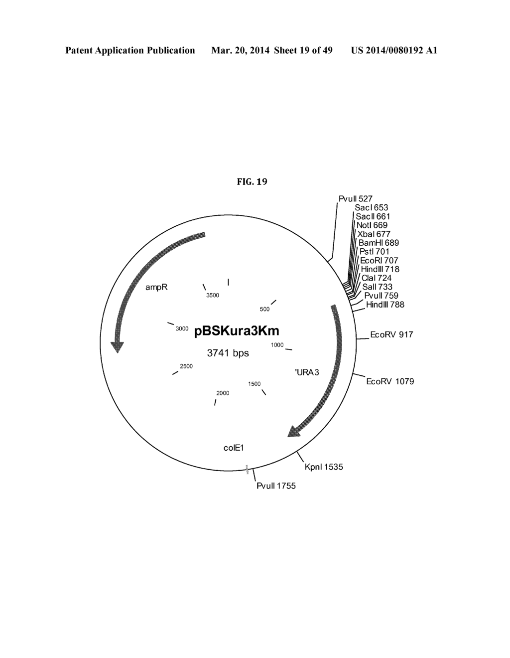 Genetically Modified Yeast Species, and Fermentation Processes Using     Genetically Modified Yeast - diagram, schematic, and image 20