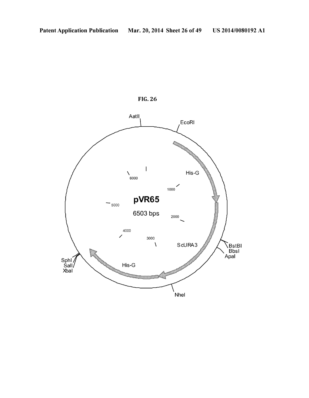 Genetically Modified Yeast Species, and Fermentation Processes Using     Genetically Modified Yeast - diagram, schematic, and image 27