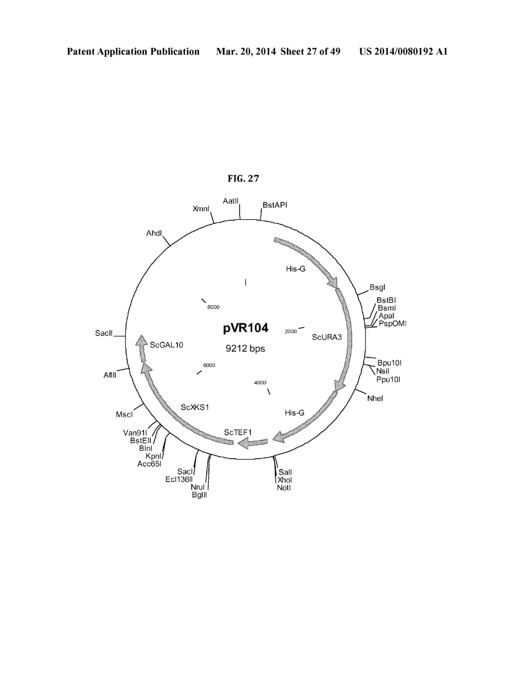 Genetically Modified Yeast Species, and Fermentation Processes Using     Genetically Modified Yeast - diagram, schematic, and image 28