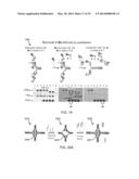 MOLECULAR ZIPPER TWEEZERS AND SPRING DEVICES diagram and image