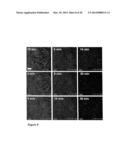 CLEAVABLE CELLULOSIC SPONGE DEVELOPMENT FOR 3 DIMENSIONAL CELL CULTURE AND     SPHEROIDS RETRIEVAL diagram and image