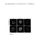 CLEAVABLE CELLULOSIC SPONGE DEVELOPMENT FOR 3 DIMENSIONAL CELL CULTURE AND     SPHEROIDS RETRIEVAL diagram and image