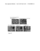 CLEAVABLE CELLULOSIC SPONGE DEVELOPMENT FOR 3 DIMENSIONAL CELL CULTURE AND     SPHEROIDS RETRIEVAL diagram and image