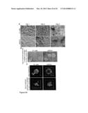 CLEAVABLE CELLULOSIC SPONGE DEVELOPMENT FOR 3 DIMENSIONAL CELL CULTURE AND     SPHEROIDS RETRIEVAL diagram and image