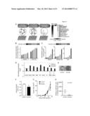 MOLECULAR MODULATORS OF THE WNT/BETA-CATENIN PATHWAY diagram and image