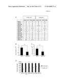 MOLECULAR MODULATORS OF THE WNT/BETA-CATENIN PATHWAY diagram and image