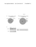 MOLECULAR MODULATORS OF THE WNT/BETA-CATENIN PATHWAY diagram and image