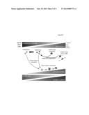 MOLECULAR MODULATORS OF THE WNT/BETA-CATENIN PATHWAY diagram and image