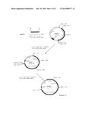 SPINOSYN-PRODUCING POLYKETIDE SYNTHASES diagram and image