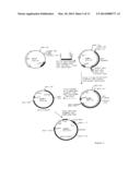 SPINOSYN-PRODUCING POLYKETIDE SYNTHASES diagram and image