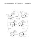 SPINOSYN-PRODUCING POLYKETIDE SYNTHASES diagram and image