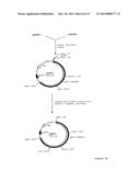 SPINOSYN-PRODUCING POLYKETIDE SYNTHASES diagram and image