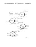 SPINOSYN-PRODUCING POLYKETIDE SYNTHASES diagram and image