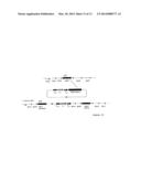 SPINOSYN-PRODUCING POLYKETIDE SYNTHASES diagram and image