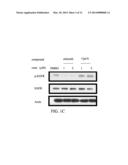 ARYL AMINE SUBSTITUTED PYRIMIDINE AND QUINAZOLINE AND THEIR USE AS     ANTICANER DRUGS diagram and image