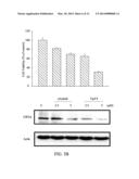 ARYL AMINE SUBSTITUTED PYRIMIDINE AND QUINAZOLINE AND THEIR USE AS     ANTICANER DRUGS diagram and image