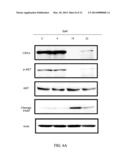 ARYL AMINE SUBSTITUTED PYRIMIDINE AND QUINAZOLINE AND THEIR USE AS     ANTICANER DRUGS diagram and image