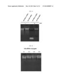 HYALURONIC ACID-NUCLEIC ACID CONJUGATE AND COMPOSITION FOR NUCLEIC ACID     DELIVERY CONTAINING THE SAME diagram and image