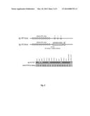 Transgenic Chicken Comprising an Inactivated Immunoglobulin Gene diagram and image